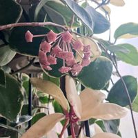 ホヤ・カルノーサ,斑入り,ホヤ・カルノーサ・リップカラー,観葉植物,ホヤの画像