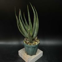 多肉植物,観葉植物,アロエ属,珍奇植物,ビザールプランツの画像