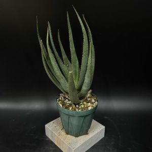 多肉植物,観葉植物,アロエ属,珍奇植物,ビザールプランツの画像