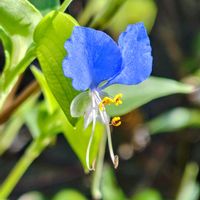 ツユクサ,つゆくさ,ツユクサ(露草),空き地にて,隣の空き地の画像