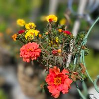 今日のお花,花咲く乙女たち♡,植物色の毎日♡,ベランダの画像