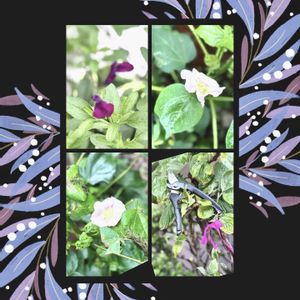 花のある暮らし,秋の気配,緑のある暮らし,GSに感謝。,平和を願うの画像