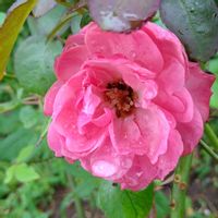 バラ,薔薇 レオナルド・ダ・ヴィンチ,花のある暮らし,ピンクワールド,SDGsの画像