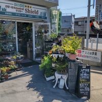 多肉植物,ウラボシ科,ビカクシダ属,食中植物,塊根の画像