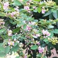 ハギ,萩 江戸絞り,庭の画像