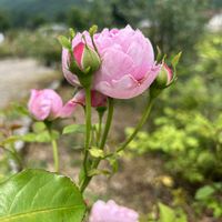 バラ,GSのみなさんに感謝♡,GSミニモニ。,ありがとう♡嵐♡,チーム岐阜の画像