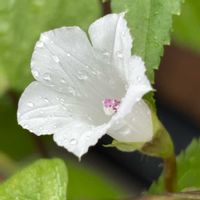 鉢植え,花壇,ガーデニング,自宅,2026スタートの画像