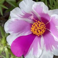 マツバボタン,花壇,ガーデニング,山野草,スベリヒユ科の画像