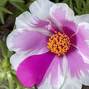 マツバボタン,花壇,ガーデニング,山野草,スベリヒユ科の画像