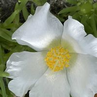 マツバボタン,花壇,ガーデニング,山野草,スベリヒユ科の画像