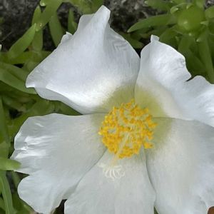 マツバボタン,花壇,ガーデニング,山野草,スベリヒユ科の画像