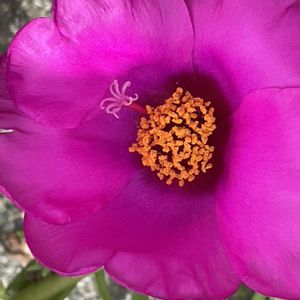 マツバボタン,花壇,ガーデニング,山野草,スベリヒユ科の画像