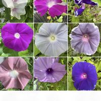 朝顔,朝顔,バタフライピー,花のある暮らし,お楽しみ❀.(*´▽`*)❀.の画像