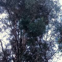 ブルーアイス,クスノキ,クスノキ,樹皮.,癒しの画像