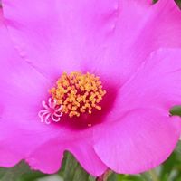 サボテン,マツバボタン,多肉植物,ベランダガーデン,癒しの画像