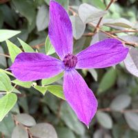 クレマチス,クレマチス　アフロディーテ・エレガフミナ,キンポウゲ科,紫色の花,さんぽの画像