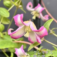 クレマチス,クレマチス プリンセスダイアナ,クレマチス 踊場,クレマチス ドクター・ラッペル,クレマチス　アイフクシマの画像