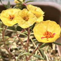 マツバボタン,GSのみなさんに感謝♡,小さな幸せ♡,今日のお花,医療従事者に感謝の画像