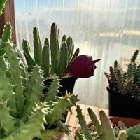 スタペリア,ガガイモ,ガガイモ スタペリア・鐘楼閣,多肉植物の画像
