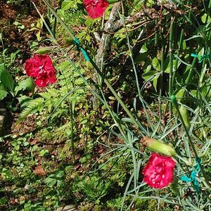 カーネーション,シュウメイギクの画像