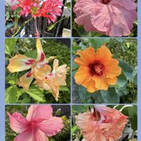 ハイビスカス,ハイビスカス,花のある暮らし,お楽しみ❀.(*´▽`*)❀.,アプローチの画像