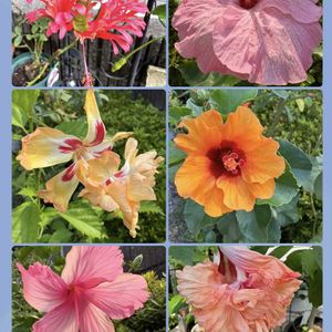 ハイビスカス,ハイビスカス,花のある暮らし,お楽しみ❀.(*´▽`*)❀.,アプローチの画像