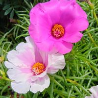 マツバボタン,マツバボタン,マツバボタン,ヒメマツバボタン,ヒメマツバボタンの画像