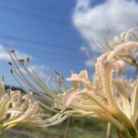 ヒガンバナ,リコリス,秋空の下の画像