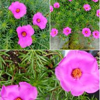 マツバボタン,いいね❤ありがとう,花のある暮らし❤の画像