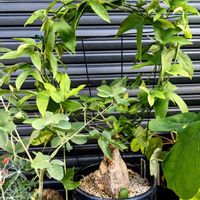 アデニア・ヴィリディフローラ,多肉植物,塊根植物,成長記録,コーデックスの画像