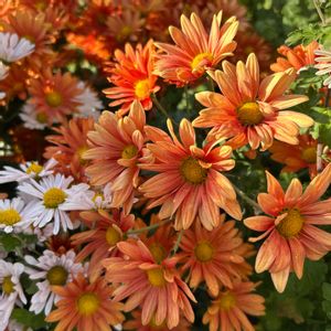 お花大好き♡,和室,ベランダ,庭,玄関内側の画像