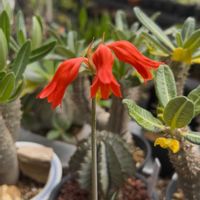 キルタンサス・スターデンシス,多肉植物,塊根植物,球根植物,花のある暮らしの画像