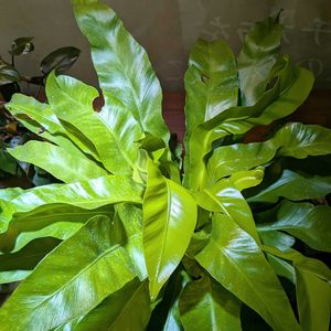 アスプレニウム,観葉植物,ダイソー,熱帯植物,植物のある暮らしの画像