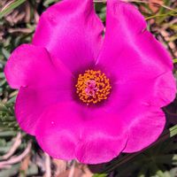 コムラサキ,マツバボタン,今日のお花,ウォーキングにての画像