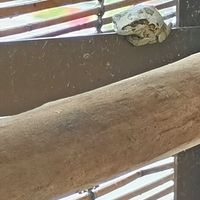 流木,カエル,アマガエル,カエル倶楽部♡,窓辺の画像