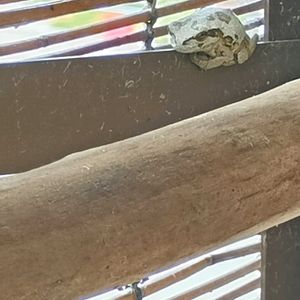 流木,カエル,アマガエル,カエル倶楽部♡,窓辺の画像