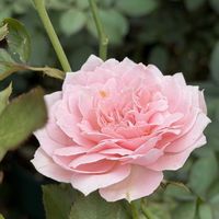 オクラ,バラ,ロサオリエンティス,バラ大好き,お家園芸の画像