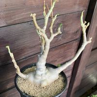 オトンナ トリプリネルビア,多肉植物,塊根植物,オトンナ属,コーデックスの画像