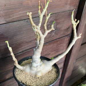 オトンナ トリプリネルビア,多肉植物,塊根植物,オトンナ属,コーデックスの画像