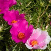 アフリカハマユウ,マツバボタン,サザンクロス,今日のお花,ピンク♥︎ピンクの画像