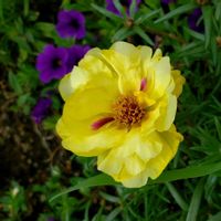 カリブラコア,マツバボタン,お花,松葉牡丹,過去picの画像
