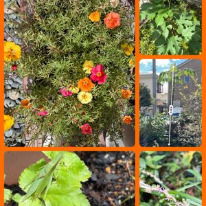 皇帝ダリア,皇帝ダリア,ミニトマト,ミニトマト,ヤブランの画像