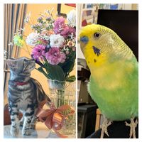 トルコキキョウ,ガーベラ スパイダー咲き,セキセイインコ,インコ,毎月15日はインコの日の画像