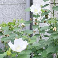 フヨウ,フヨウ,散歩の写真の画像