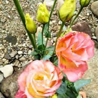 トルコキキョウ,八重咲きトルコキキョウ,鉢植え,花のある暮らし,小さな庭の画像