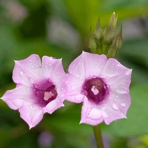 鉢植え,花のある生活,自宅の花,可愛い花,自宅の庭の画像