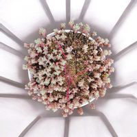 トリカラー,ピンキー,多肉植物,暴れ多肉,年中屋外いけるかな？の画像