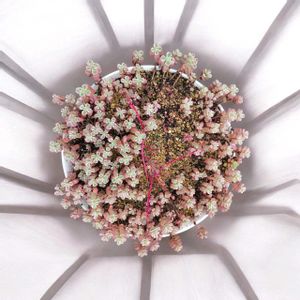 トリカラー,ピンキー,多肉植物,暴れ多肉,年中屋外いけるかな？の画像