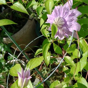 クレマチス ジョセフィーヌ,鉢植え,我が家の庭,秋の気配,かわいい花の画像