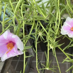 マツバボタン,鉢植え,マイガーデン,綺麗✨,今日のお花の画像